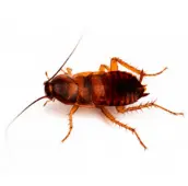 brown banded cockroach