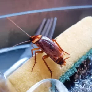 cockroach infestation burlington