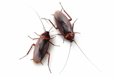 cockroach information burlington