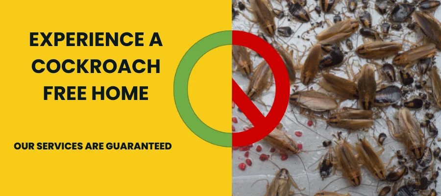 experience a cockroach free home pickering