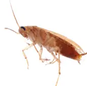 german cockroach