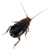 oriental cockroach